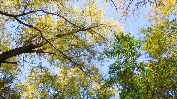 Liści Drzewa Widok Dołu Niebo Jesień Krajobraz — Zdjęcie stockowe