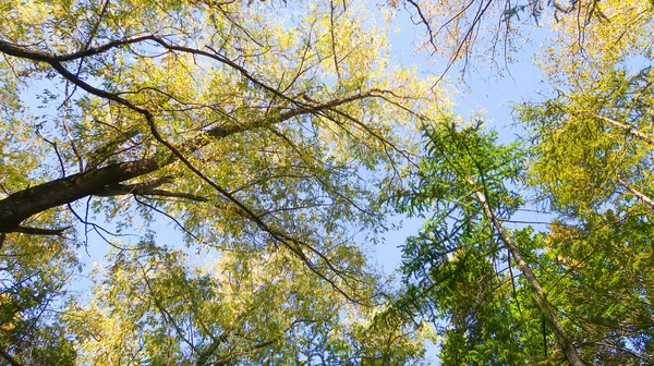 Foglie Alberi Vista Dal Basso Verso Cielo Paesaggio Autunnale — Foto Stock