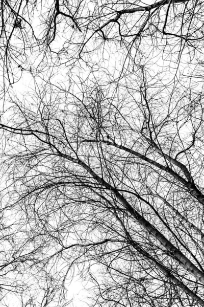 Силуэт Ветвей Дерева Белом Фоне — стоковое фото