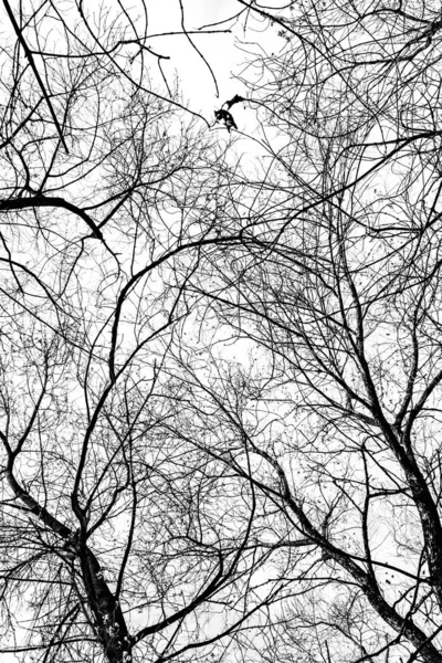 Silueta Ramas Árbol Sobre Fondo Blanco —  Fotos de Stock