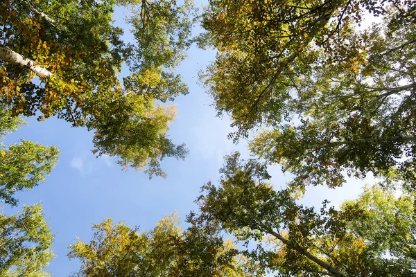 Birch Forest View Sky Autumn Nature — Stock Photo, Image