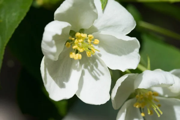 Flores Blancas Manzana Primer Plano Naturaleza Paisaje — Foto de Stock