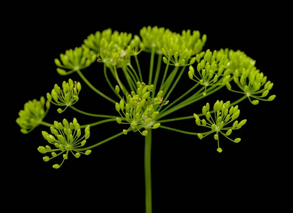 Fleurs Aneth Fraîches Sur Fond Noir — Photo