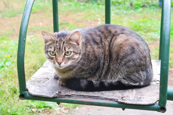 可爱的猫户外性质 — 图库照片