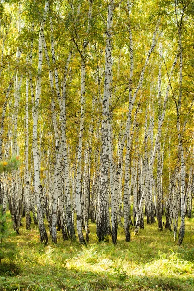 Bosque Abedul Amarillo Paisaje Natural Finales Otoño —  Fotos de Stock