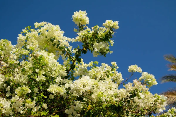 Бугенвиллия Цветы Голубом Фоне Неба — стоковое фото
