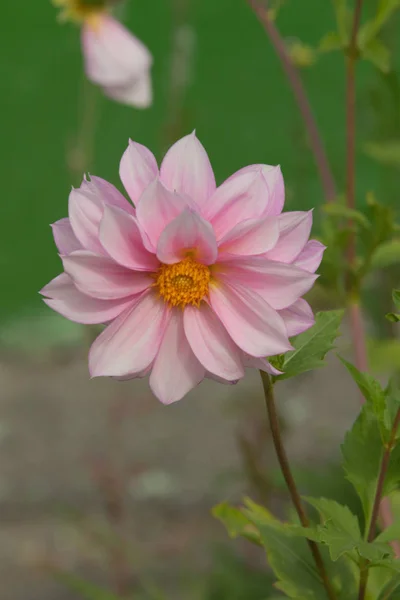 Jasne Kwiaty Makro Natura — Zdjęcie stockowe