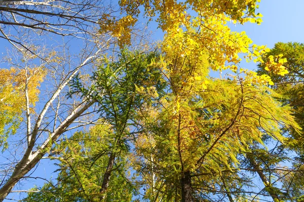ツリー ビューの下から葉空 秋の風景に — ストック写真