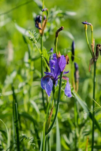 Fleurs Violettes Dans Herbe Verte — Photo