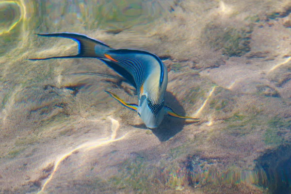 Vista Superior Los Peces Arrecife Desenfocado Por Agua —  Fotos de Stock