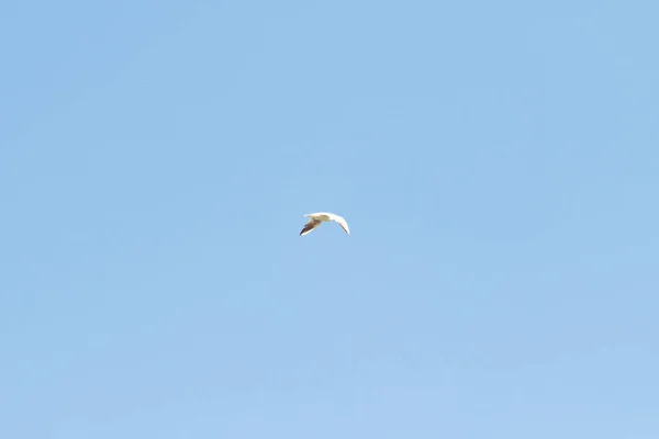 Aves Gaviotas Cielo Azul Nubes Blancas Día —  Fotos de Stock
