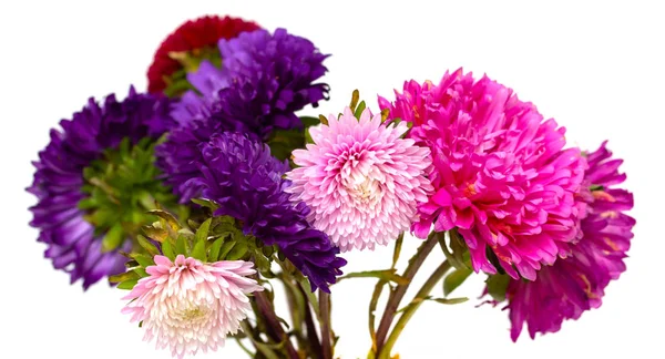 Aster Fiori Isolati Sfondo Bianco — Foto Stock