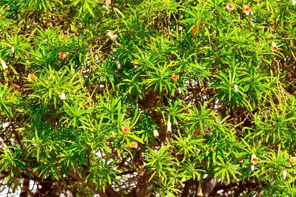 Flowers and leaves of pomegranate tree — Stock Image Flowers Leaves Pomegranate Tree Stock Image