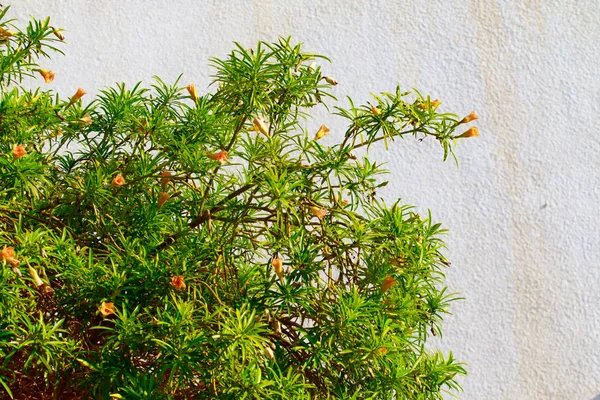 Flowers and leaves of pomegranate tree — Stock Image Flowers Leaves Pomegranate Tree Stock Image