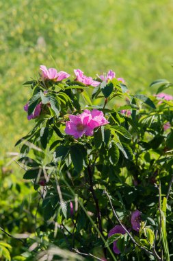vahşi rose hips manzara yakın çekim