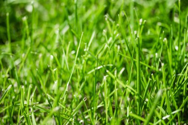 bulanık bokeh arka planı yeşil çimen