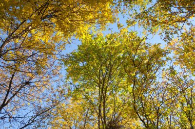 ağaç görünümünü aşağıdan gökyüzüne sonbahar manzara bırakır