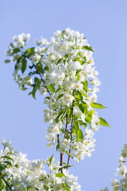 elma ağacı çiçek Peyzaj doğal