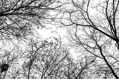 Beyaz arkaplanda ağaç dalları silueti