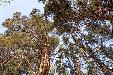 çam ormanı görünümünden alt gökyüzü