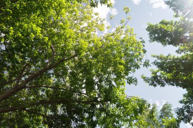 Aşağıdan yeşil orman bahar bakış bulutlar içine