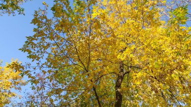 ağaç görünümünü aşağıdan gökyüzüne sonbahar manzara bırakır