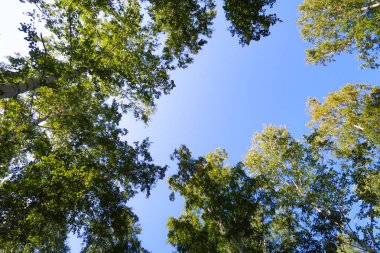 orman manzaralı aşağıdan gökyüzüne huş ağacı