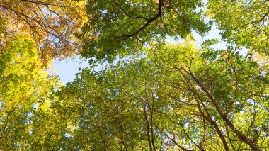 ağaç görünümünü aşağıdan gökyüzüne sonbahar manzara bırakır