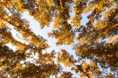 gökyüzü sonbahar arka planı sarı huş ağacı yaprakları