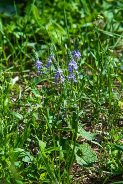 yoğun yeşil çim yakın çekim yatay