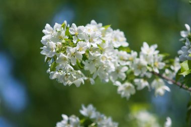 elma ağacı çiçek Peyzaj doğal