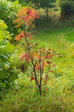 Sonbahar Orman, yaprak döken ağaçlar, peyzaj