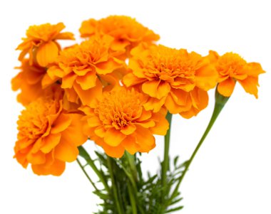 Tagetes beyaz arka plan üzerinde izole çiçek