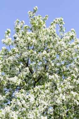 beyaz çiçekler apple yakın çekim doğa manzara