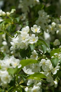 beyaz çiçekler apple yakın çekim doğa manzara