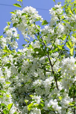 beyaz çiçekler apple yakın çekim doğa manzara