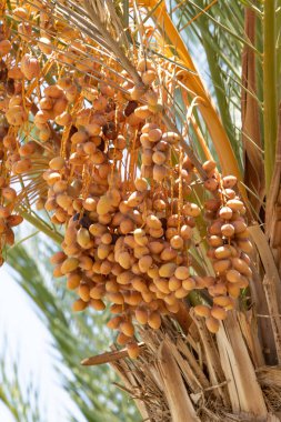 tarihleri bir palmiye ağacı doğa üzerinde büyümek