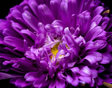 siyah bir arka plan üzerinde izole aster çiçekler