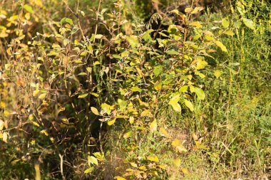 Sonbahar Orman, yaprak döken ağaçlar, peyzaj