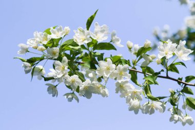 elma ağacı çiçek Peyzaj doğal