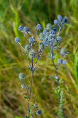 kır çiçekleri yaz manzara, doğa