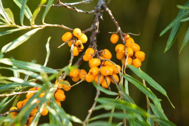 Olgun deniz cehri çilek ağacı üzerinde