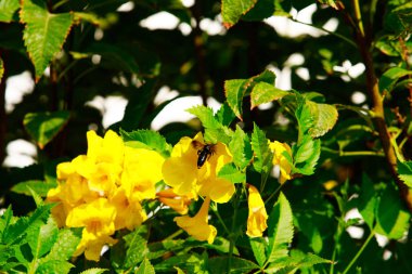 Begonvil parlak çiçek peyzaj