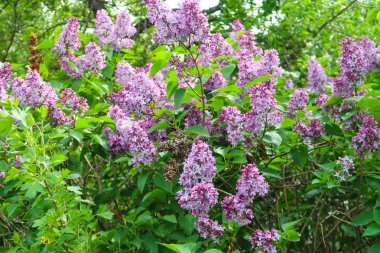 bir ağaç üzerinde parlak Lila çiçek