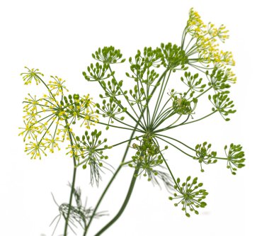 taze dereotu çiçek beyaz arka plan üzerinde