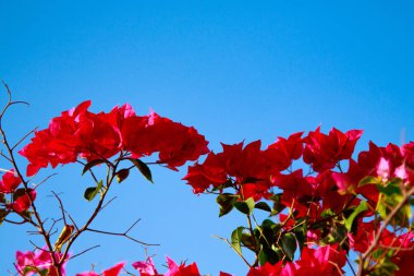 Begonvil parlak çiçek peyzaj