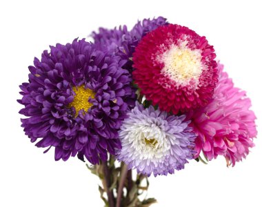 Beyaz arka plan üzerinde izole aster çiçekler