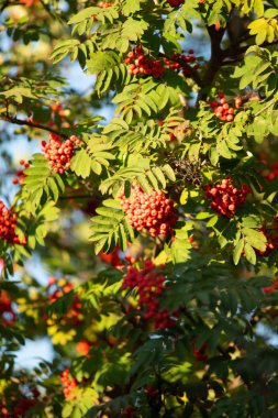 Yaz Olgun kırmızı meyveler Rowan Ağacı