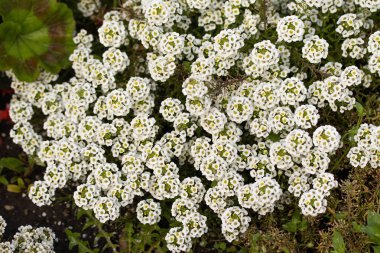 küçük çiçekler çok beyaz