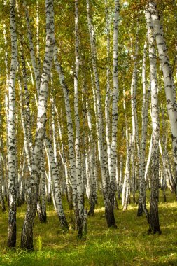 Sarı huş ağacı orman, geç sonbahar doğa manzara